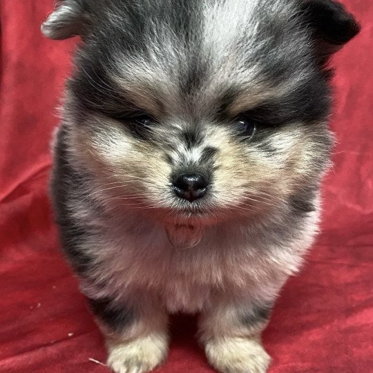 chiot Spitz allemand ATÉA spitz à réserver Domaine de la Chantelaie chiot Spitz allemand ATÉA spitz à réserver Domaine de la Chantelaie