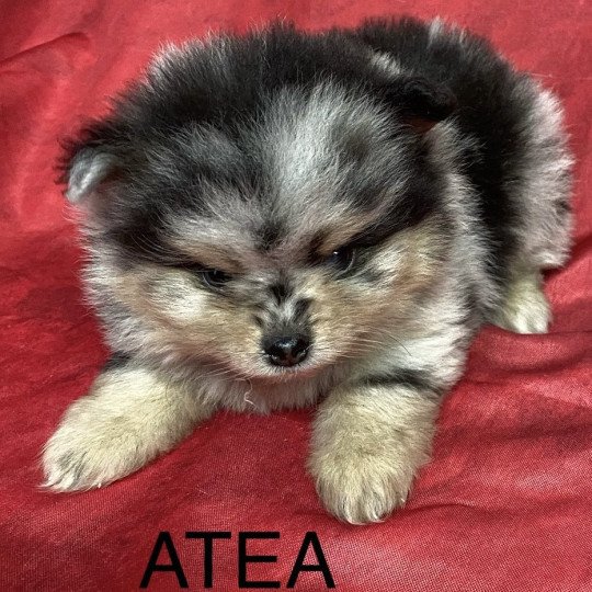 chiot Spitz allemand ATÉA spitz à réserver Domaine de la Chantelaie chiot Spitz allemand ATÉA spitz à réserver Domaine de la Chantelaie