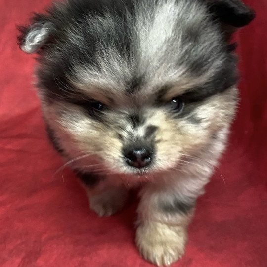 chiot Spitz allemand ATÉA spitz à réserver Domaine de la Chantelaie chiot Spitz allemand ATÉA spitz à réserver Domaine de la Chantelaie