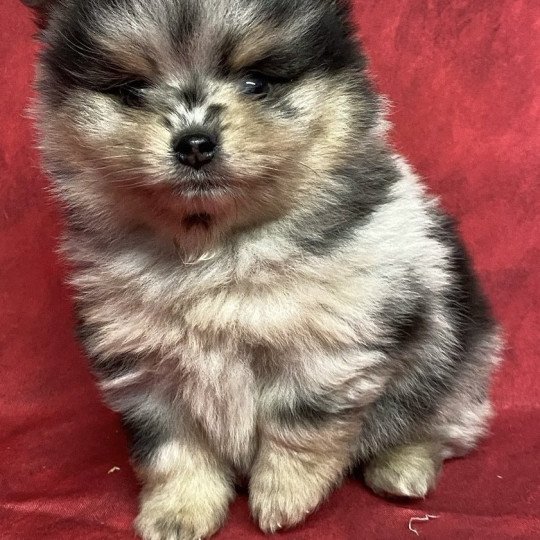 chiot Spitz allemand ATÉA spitz à réserver Domaine de la Chantelaie chiot Spitz allemand ATÉA spitz à réserver Domaine de la Chantelaie