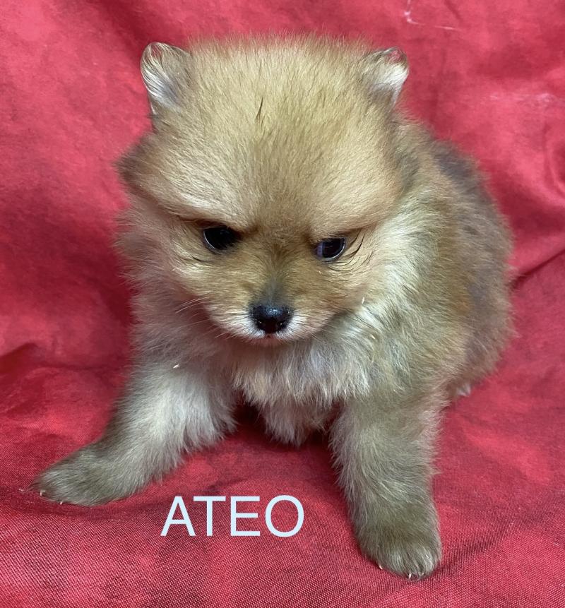 ATÉO spitz à réserver Mâle Spitz allemand