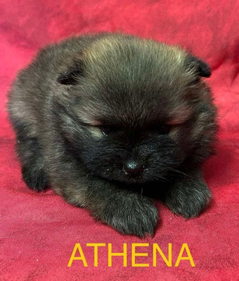 ATHENA spitz à réserver Femelle Spitz allemand