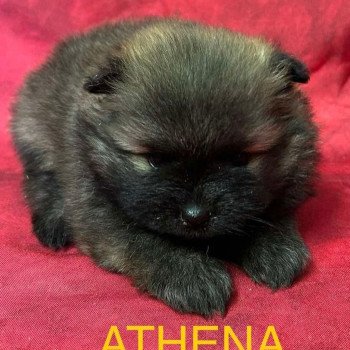 chiot Spitz allemand ATHENA spitz à réserver Domaine de la Chantelaie chiot Spitz allemand ATHENA spitz à réserver Domaine de la Chantelaie