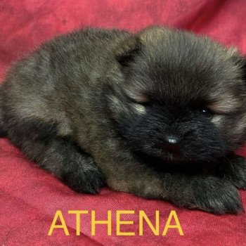 chiot Spitz allemand ATHENA spitz à réserver Domaine de la Chantelaie chiot Spitz allemand ATHENA spitz à réserver Domaine de la Chantelaie