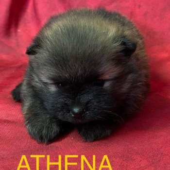 chiot Spitz allemand ATHENA spitz à réserver Domaine de la Chantelaie chiot Spitz allemand ATHENA spitz à réserver Domaine de la Chantelaie