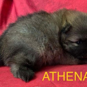 chiot Spitz allemand ATHENA spitz à réserver Domaine de la Chantelaie chiot Spitz allemand ATHENA spitz à réserver Domaine de la Chantelaie