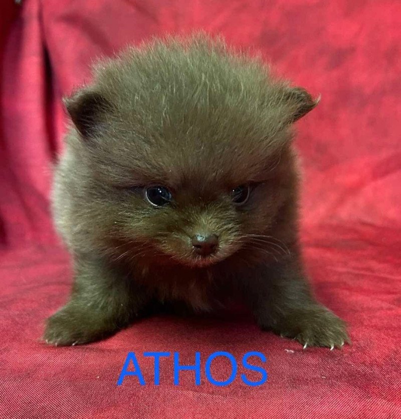 ATHOS Spitz Nain à réserver Mâle Spitz allemand