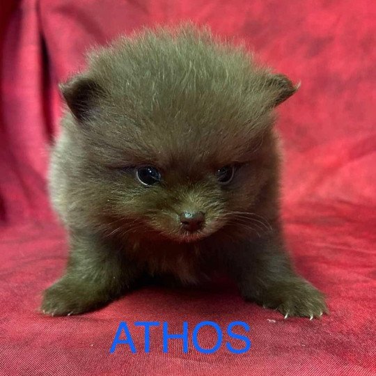 chiot Spitz allemand ATHOS Spitz à réserver Domaine de la Chantelaie