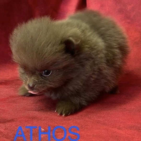chiot Spitz allemand ATHOS Spitz à réserver Domaine de la Chantelaie