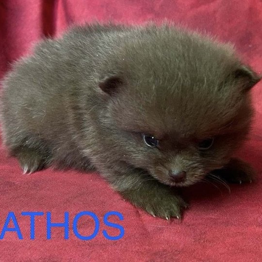 chiot Spitz allemand ATHOS Spitz à réserver Domaine de la Chantelaie