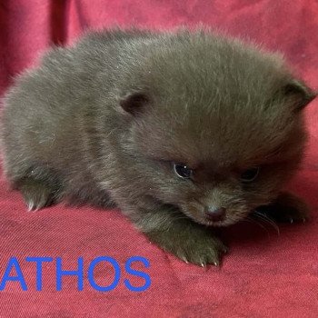 chiot Spitz allemand ATHOS Spitz à réserver Domaine de la Chantelaie chiot Spitz allemand ATHOS Spitz à réserver Domaine de la Chantelaie