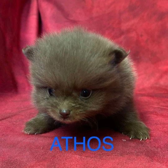 chiot Spitz allemand ATHOS Spitz à réserver Domaine de la Chantelaie
