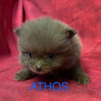 chiot Spitz allemand ATHOS Spitz à réserver Domaine de la Chantelaie chiot Spitz allemand ATHOS Spitz à réserver Domaine de la Chantelaie