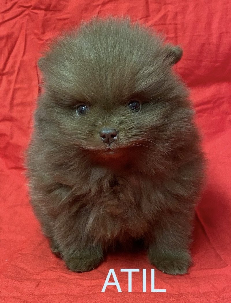 ATIL spitz à réserver Mâle Spitz allemand