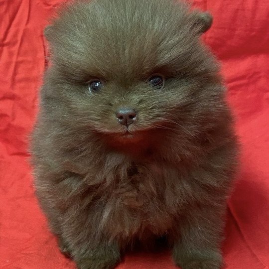 chiot Spitz allemand ATIL spitz à réserver Domaine de la Chantelaie