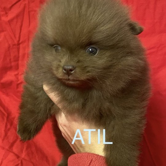 chiot Spitz allemand ATIL spitz à réserver Domaine de la Chantelaie