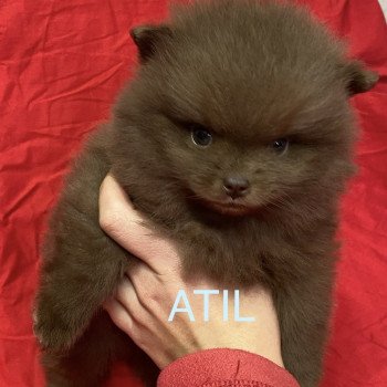 chiot Spitz allemand ATIL spitz à réserver Domaine de la Chantelaie