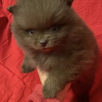 chiot Spitz allemand ATIL spitz à réserver Domaine de la Chantelaie