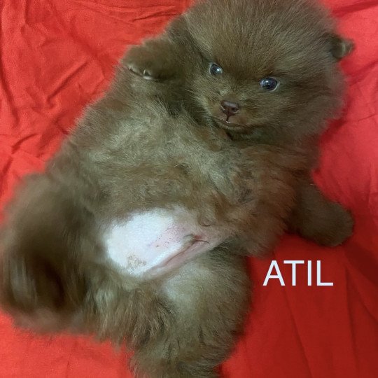 chiot Spitz allemand ATIL spitz à réserver Domaine de la Chantelaie