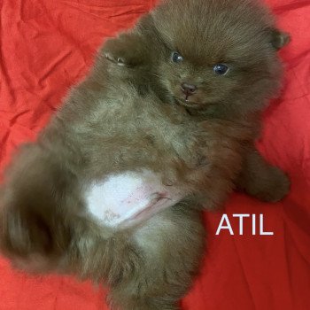 chiot Spitz allemand ATIL spitz à réserver Domaine de la Chantelaie