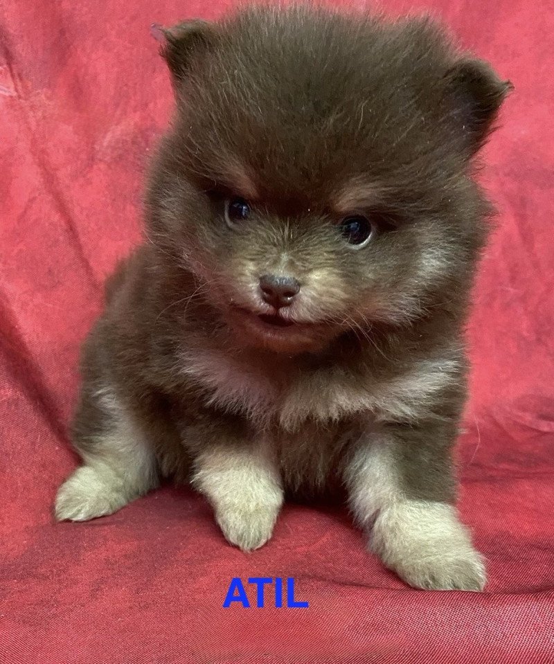 ATIL spitz nain Mâle Spitz allemand