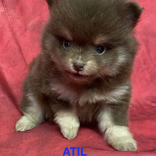 chiot Spitz allemand ATIL spitz nain Domaine de la Chantelaie
