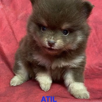 chiot Spitz allemand ATIL spitz nain Domaine de la Chantelaie chiot Spitz allemand ATIL spitz nain Domaine de la Chantelaie