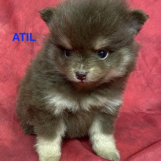 chiot Spitz allemand ATIL spitz nain Domaine de la Chantelaie