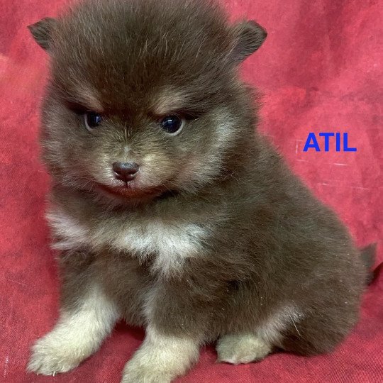chiot Spitz allemand ATIL spitz nain Domaine de la Chantelaie