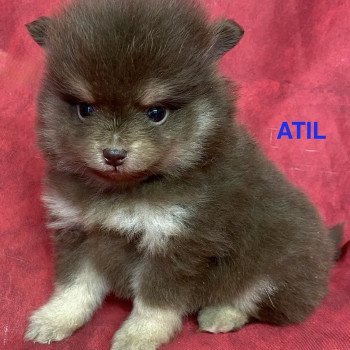 chiot Spitz allemand ATIL spitz nain Domaine de la Chantelaie chiot Spitz allemand ATIL spitz nain Domaine de la Chantelaie