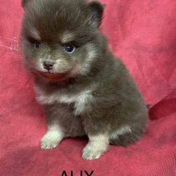 chiot Spitz allemand ATIL spitz nain Domaine de la Chantelaie chiot Spitz allemand ATIL spitz nain Domaine de la Chantelaie