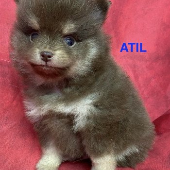 chiot Spitz allemand ATIL spitz nain Domaine de la Chantelaie chiot Spitz allemand ATIL spitz nain Domaine de la Chantelaie