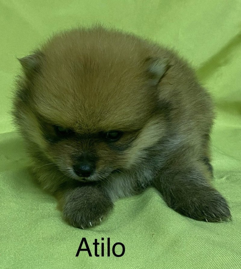 ATILO spitz nain à réserver Mâle Spitz allemand