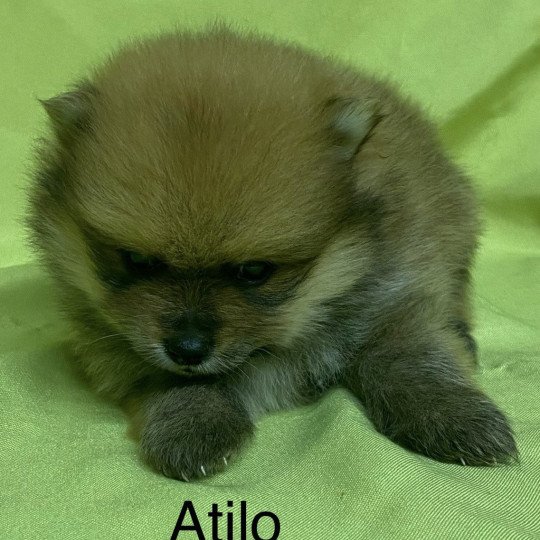 chiot Spitz allemand ATILO spitz nain à réserver Domaine de la Chantelaie