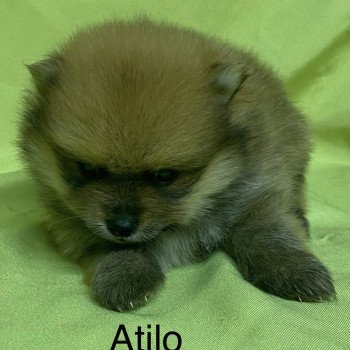 chiot Spitz allemand ATILO spitz nain à réserver Domaine de la Chantelaie
