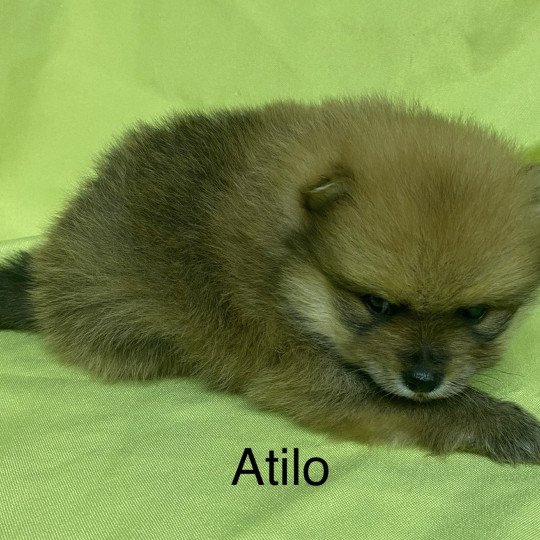 chiot Spitz allemand ATILO spitz nain à réserver Domaine de la Chantelaie