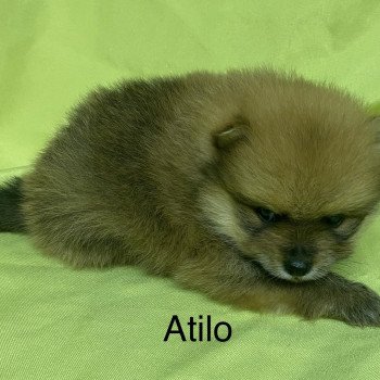chiot Spitz allemand ATILO spitz nain à réserver Domaine de la Chantelaie