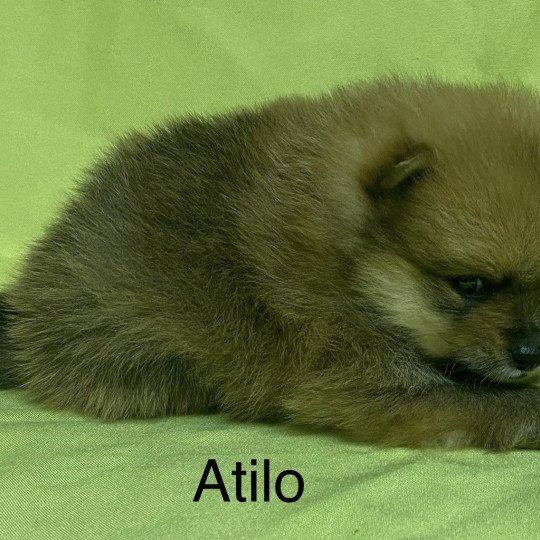 chiot Spitz allemand ATILO spitz nain à réserver Domaine de la Chantelaie