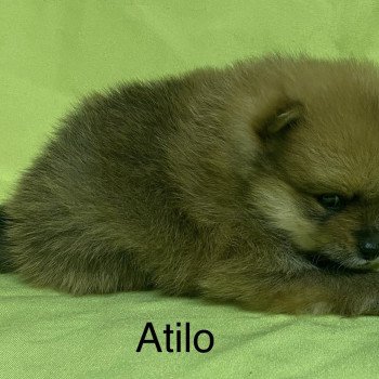chiot Spitz allemand ATILO spitz nain à réserver Domaine de la Chantelaie