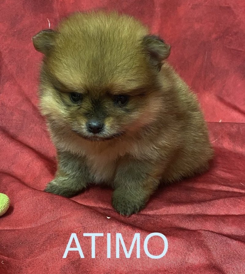 ATIMO spitz à réserver Mâle Spitz allemand ATIMO spitz à réserver Mâle Spitz allemand