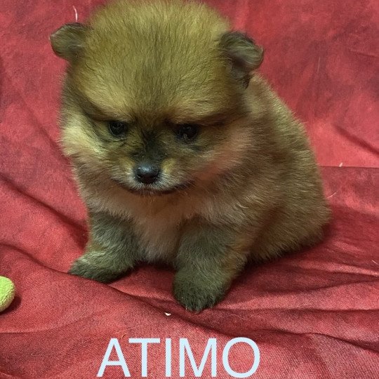 chiot Spitz allemand ATIMO spitz à réserver Domaine de la Chantelaie chiot Spitz allemand ATIMO spitz à réserver Domaine de la Chantelaie