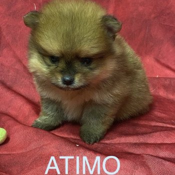 chiot Spitz allemand ATIMO spitz à réserver Domaine de la Chantelaie chiot Spitz allemand ATIMO spitz à réserver Domaine de la Chantelaie