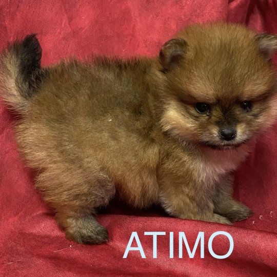 chiot Spitz allemand ATIMO spitz à réserver Domaine de la Chantelaie chiot Spitz allemand ATIMO spitz à réserver Domaine de la Chantelaie