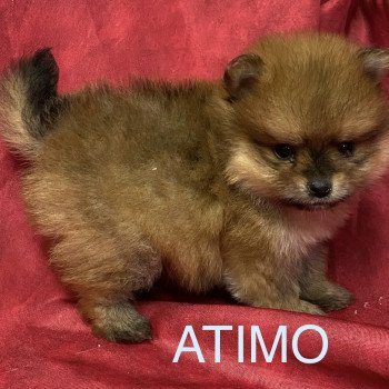 chiot Spitz allemand ATIMO spitz à réserver Domaine de la Chantelaie chiot Spitz allemand ATIMO spitz à réserver Domaine de la Chantelaie
