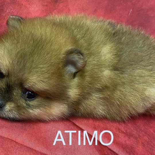 chiot Spitz allemand ATIMO spitz à réserver Domaine de la Chantelaie chiot Spitz allemand ATIMO spitz à réserver Domaine de la Chantelaie