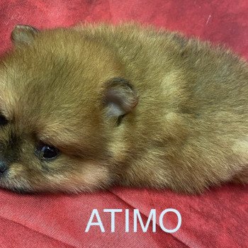 chiot Spitz allemand ATIMO spitz à réserver Domaine de la Chantelaie chiot Spitz allemand ATIMO spitz à réserver Domaine de la Chantelaie