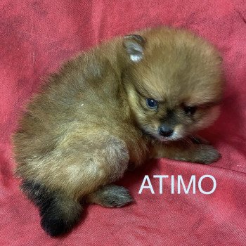 chiot Spitz allemand ATIMO spitz à réserver Domaine de la Chantelaie chiot Spitz allemand ATIMO spitz à réserver Domaine de la Chantelaie