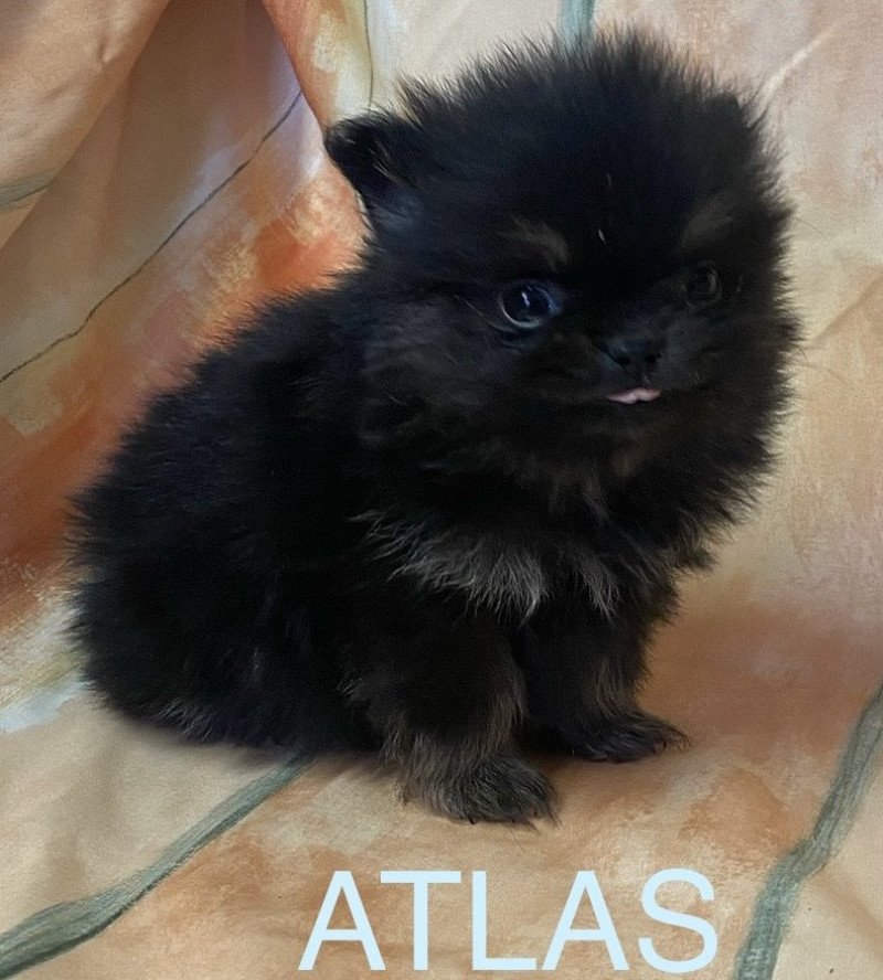 ATLAS spitz extra nain  à réserver Mâle Spitz allemand