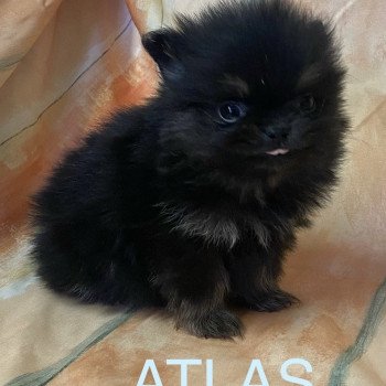 chiot Spitz allemand ATLAS spitz à réserver Domaine de la Chantelaie