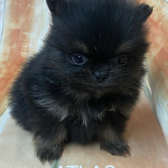 chiot Spitz allemand ATLAS spitz à réserver Domaine de la Chantelaie